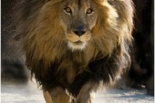 الزِّلزال والأَسَد والغَزَال